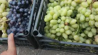 Ассорти на 02.08.24.