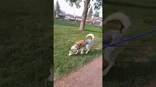 Walking with huskies #huskies #siberianhusky #husky