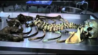 Скелеты