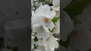 Квітуча весна