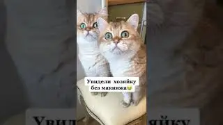 Увидели хозяйку без макияжа😂 #мяу