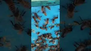 Зимовка пчел , видео на канале