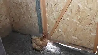 Пропали яйца у квочки