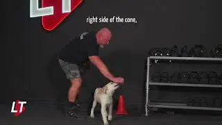 Puppy Brain Games Explained.mp4