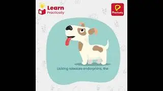 Interesting Fact About A Dog | Learn Practically