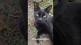 простоквашино😍🥰🤩 #shots #озвучка#питомцы#прикол#юмор#красавчики#ржака#коты#простоквашино#мультик#усы