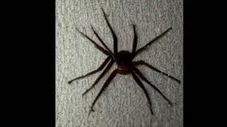 Spider Colony - Animal Noises | Virtual Pareidolia