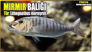 Information About Bluefish | Lithognathus mormyrus | Mediterranean Fish