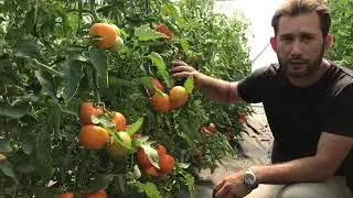 Очень вкусный и урожайный томат Ti-169 F1