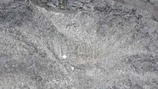 Large nanny and yearling scale sheer cliff!