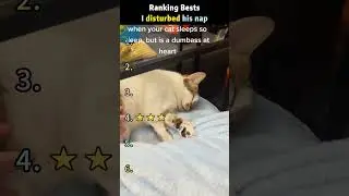 I disturbed his nap 😹