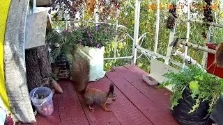 Дневник балкона с 22 по 30 октября🌱БЕЛКА🌱🐿️