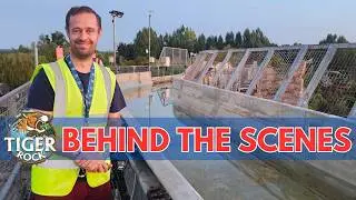 Tiger Rock Chessington Behind The Scenes