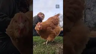 Why the Selfie Camera shouldn't be used to film chickens 