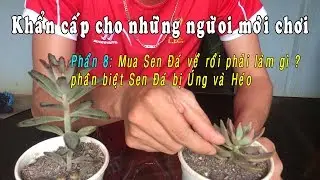 KHẨN CẤP CHO NGƯỜI MỚI CHƠI: Phần 8/ Mua sen đá về rồi phải làm gì? Phân biệt Úng và Héo