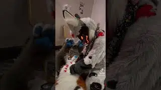 #fur