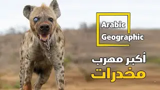 عالم الضباع وعلاقتها بالسحر ما يثار حولها | الحيوانات والحياة البرية