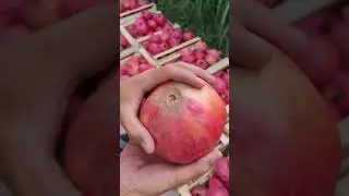 #uzbekistan #fruit #rec #farming #quva #rekda #shortvideo #food #rekaciq