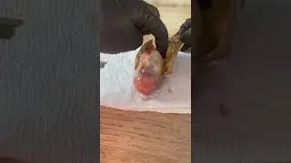 Ball python egg gone bad… #rottenegg #egggonebad #ballpythonegg #fealysclutch