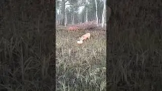 #shorts Голодная лиса
