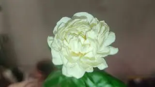 Растения на балконе. Цветение жасмина🌸