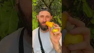 Орех кешью это самогонное яблоко! #shorts