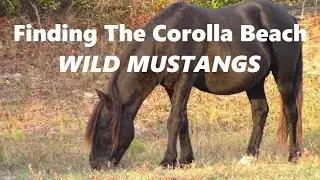 How To Find the Corolla Wild Horses (4WD Needed)