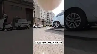 LE PUSE UNA CAMARA A MI GATO #viralvideo #cat