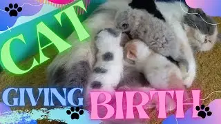 PERSIAN CAT : GIVING BIRTH FOR THE FIRST TIME