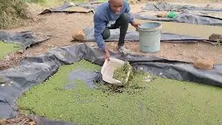 Rebuilding old azolla ponds. #agriculture #farming