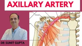 AXILLARY ARTERY : UPPER LIMB