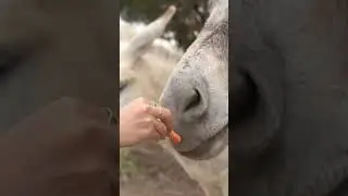 how to feed a donkey/horse 🥕 🐴 
