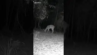 9.29.2023 forest camera