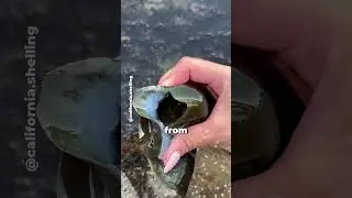 The Secret Behind Spiral Shark Eggs!