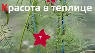 Кормлю их из ложечки.  Борьба с сорняками.Погода шепчет)