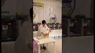 Вцф ринг Казань 1.10.23