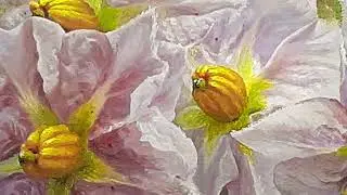Цветущий картофель живопись