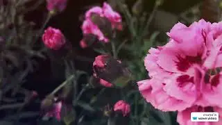 Цветущая природа