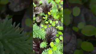 Creeping Wire Vine As Ground Cover