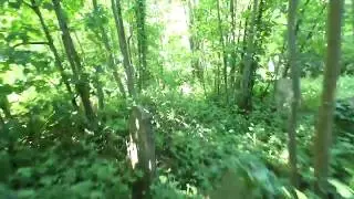 Southwark Woods   Camberwell Old Cemetery