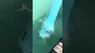 Süper bir sarı kefal geliyor