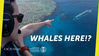 The Search for the Largest Creatures in the Red Sea