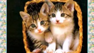Кошки, коты, котята....avi