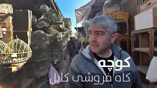 Bird Street market in old Kabul city  | کوچه کاه فروشی یا پرنده فروشی کابل