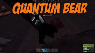 quantum bear