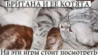 ✅ МАМА КОШКА БАЛУЕТСЯ СО СВОИМИ БРИТАНСКИМИ КОТЯТАМИ. СМЕШНЫЕ ПУХНАСТИКИ.