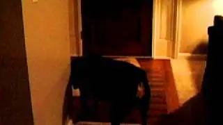 Rottweiler vs Balloon