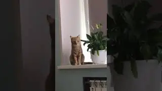 Кошачий испанский стыд