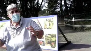 Butterfly Grove