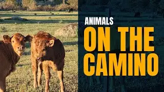 Animals on the Camino de Santiago - Some I met along the Way